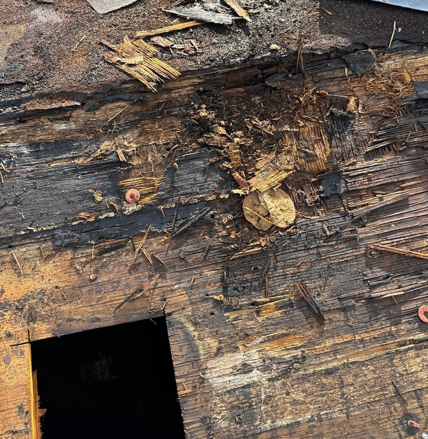 Dark discoloration and possible mold growth on attic roof decking
